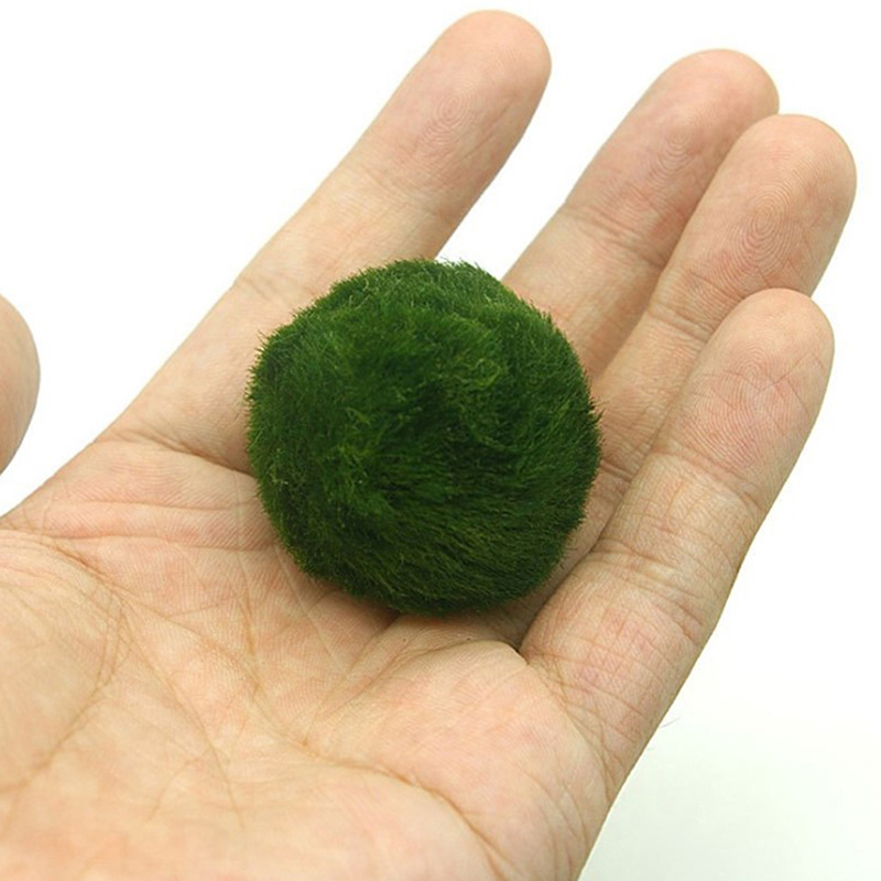 Aquarium Plant Echinodorus - Bolas de musgo Marimo de 3-4cm,