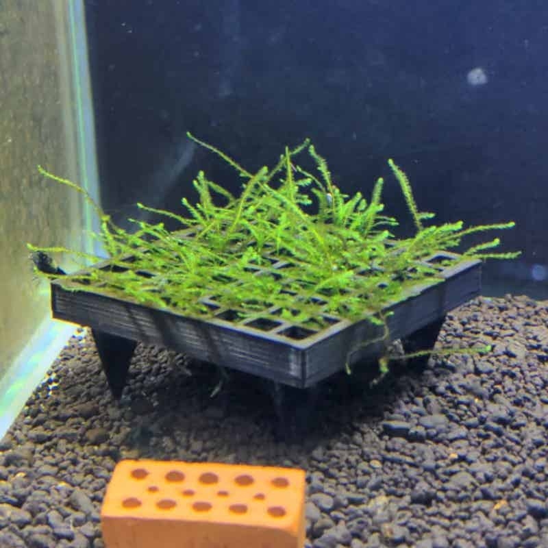 Aquarium Plant Echinodorus - Cesta para Musgo de Acuario, Soporte
