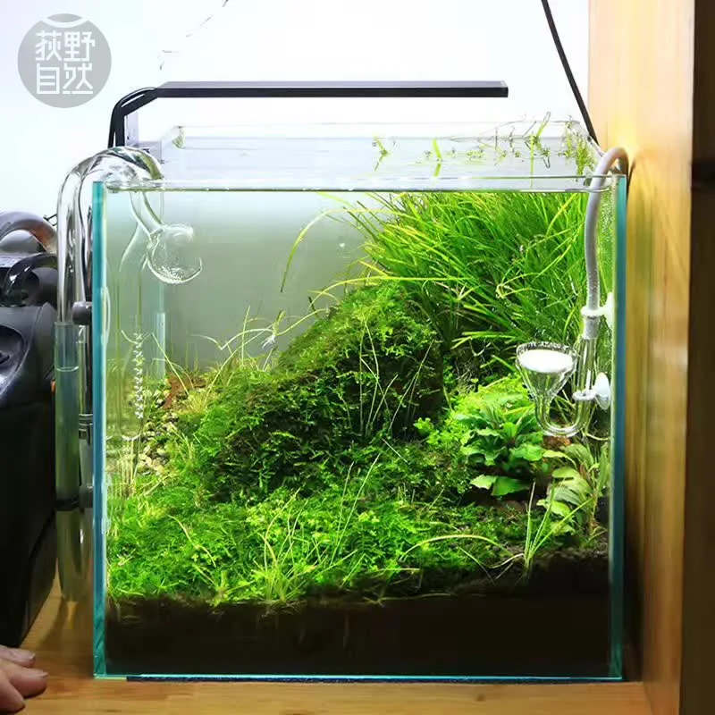 Aquarium Plant Growth - Chihiros Serie C Planta estilo ADA