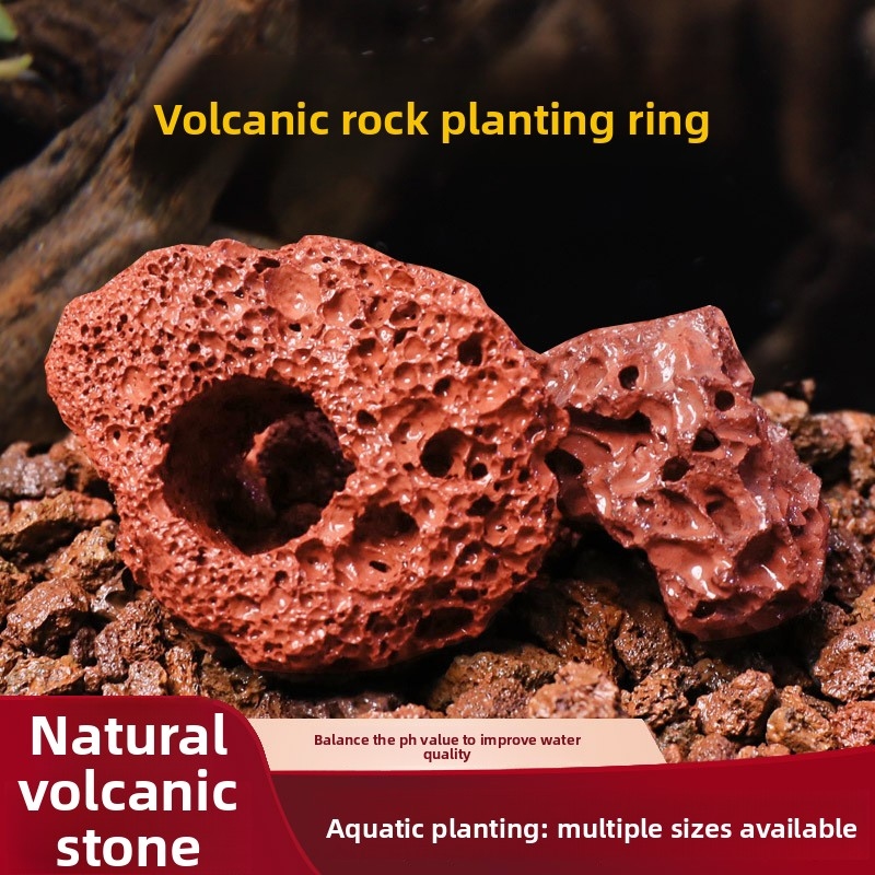 Planted Aquarium Carpet Plant - Anillo de Roca Volcánica Roja para