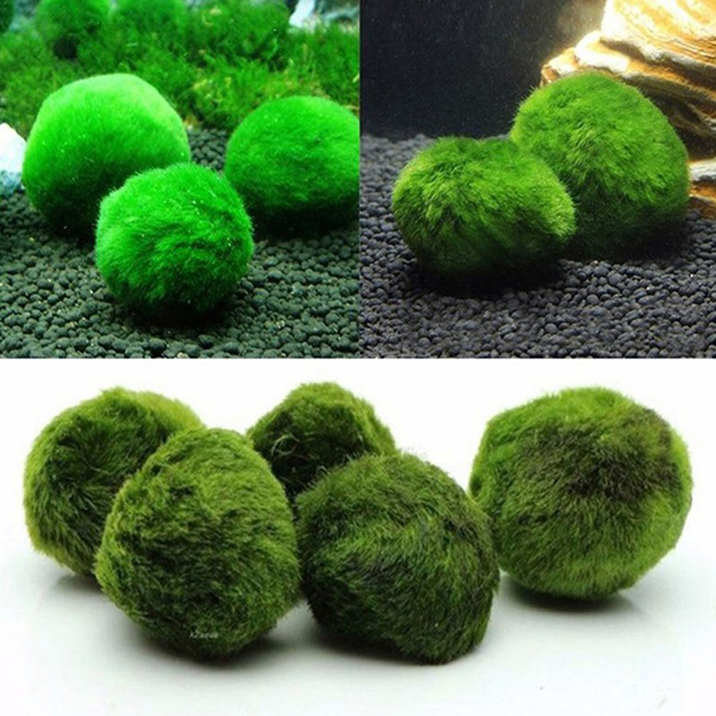 Aquarium Plant Echinodorus - Bolas de Musgo Marimo de 3-4