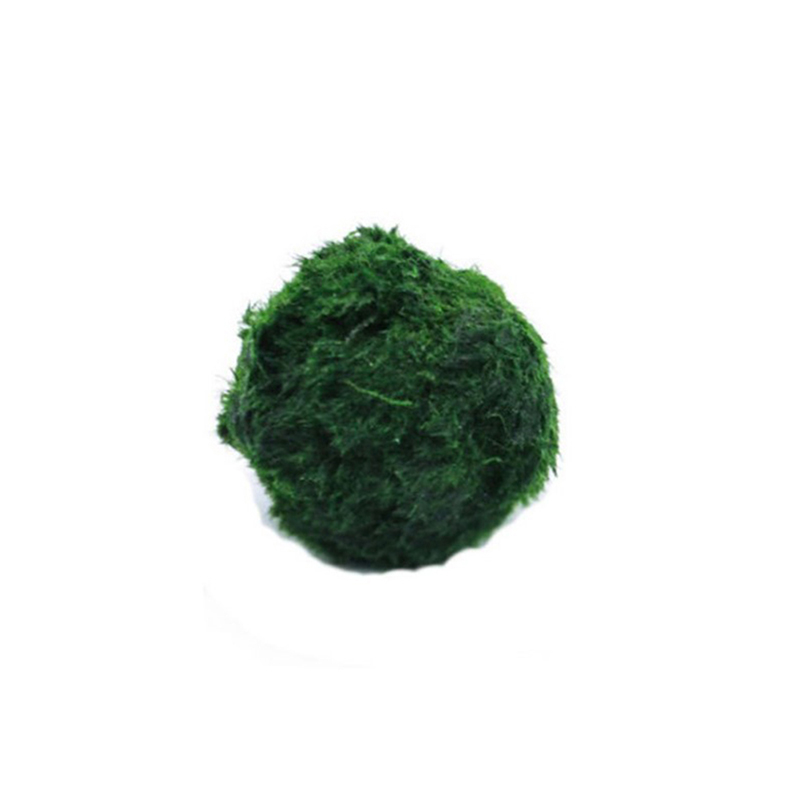 Aquarium Plant Echinodorus - Bolas de musgo Marimo, planta de