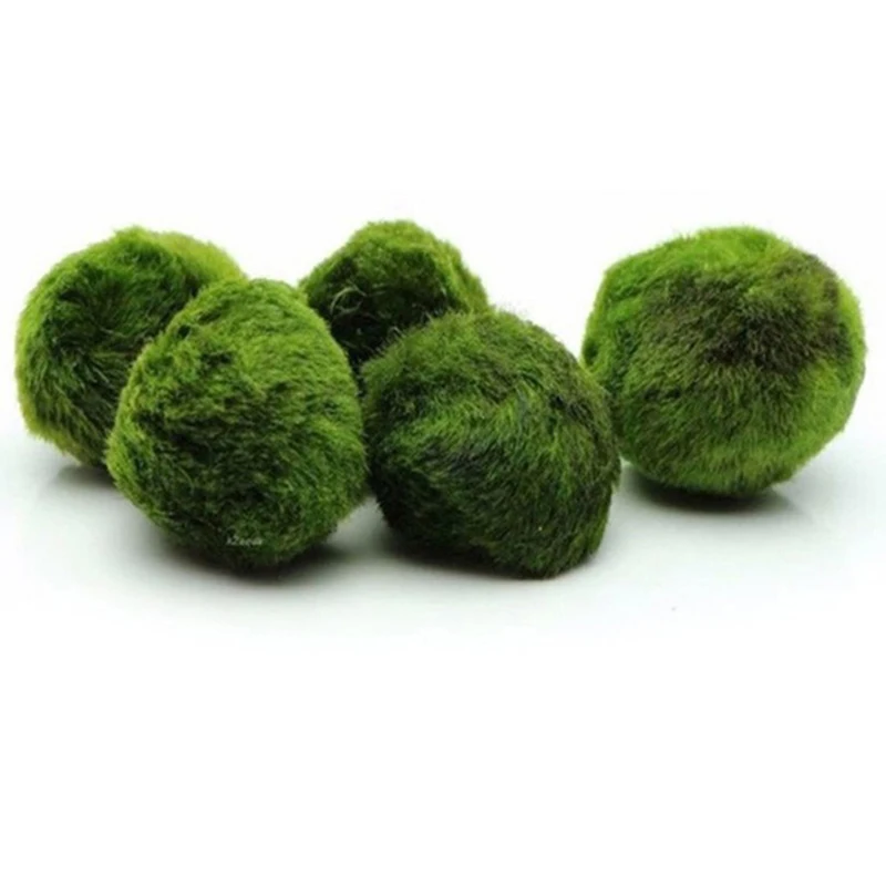 1 Pieza de Bolas de Musgo de 3 - Aquarium Plant Echinodorus reseña y precio