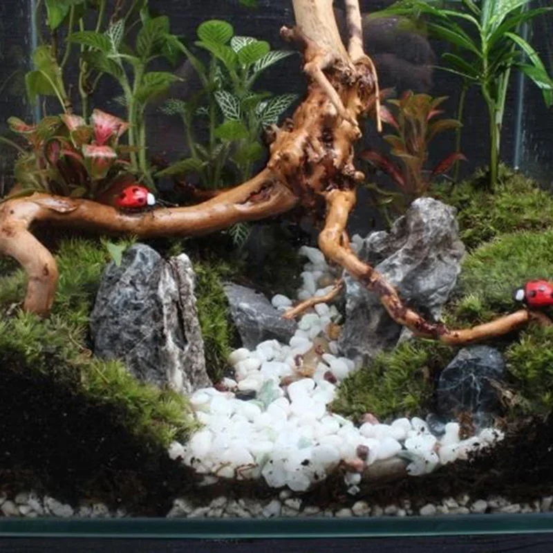 Tronco de árbol Natural de mad - Aquarium Plant Live reseña y precio