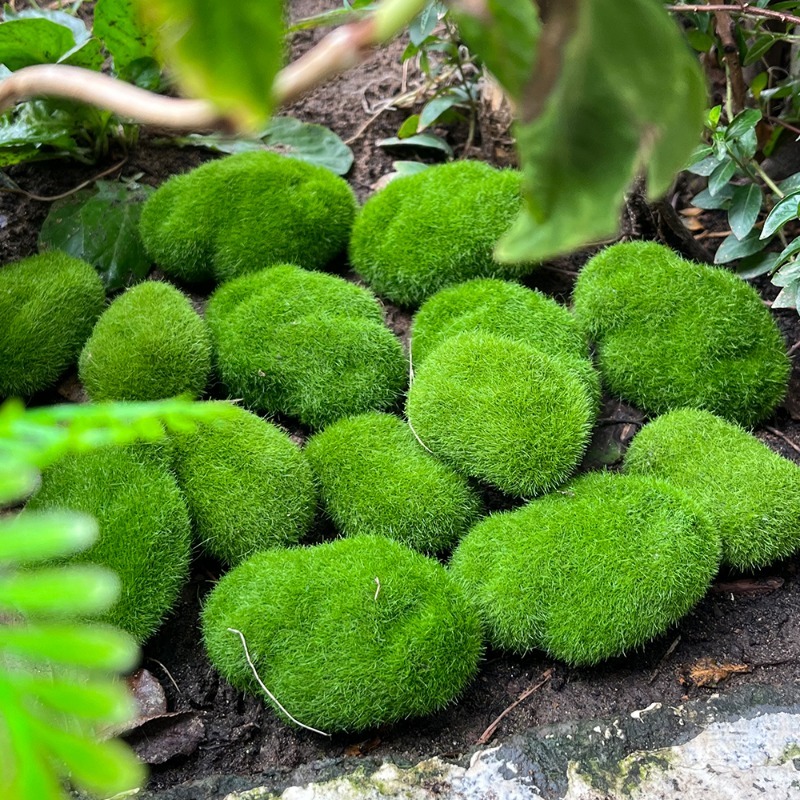 5/30 piezas de musgo artificia - Aquarium Plant Seeds reseña y precio