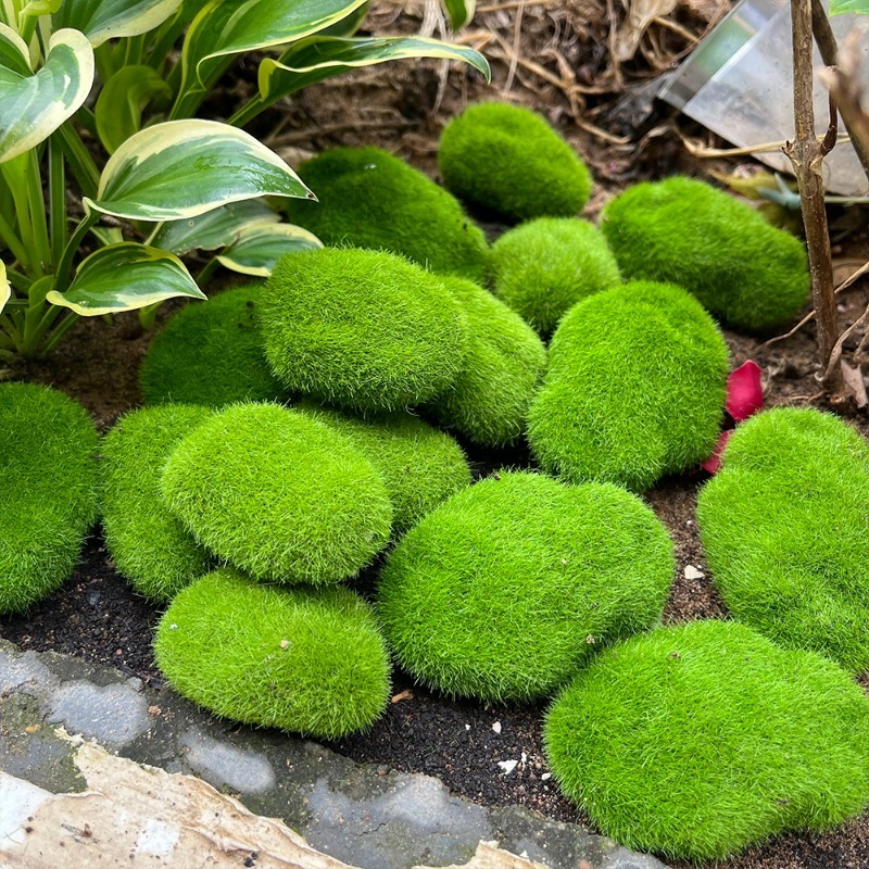 5/30 piezas de musgo artificia - Aquarium Plant Seeds reseña y precio