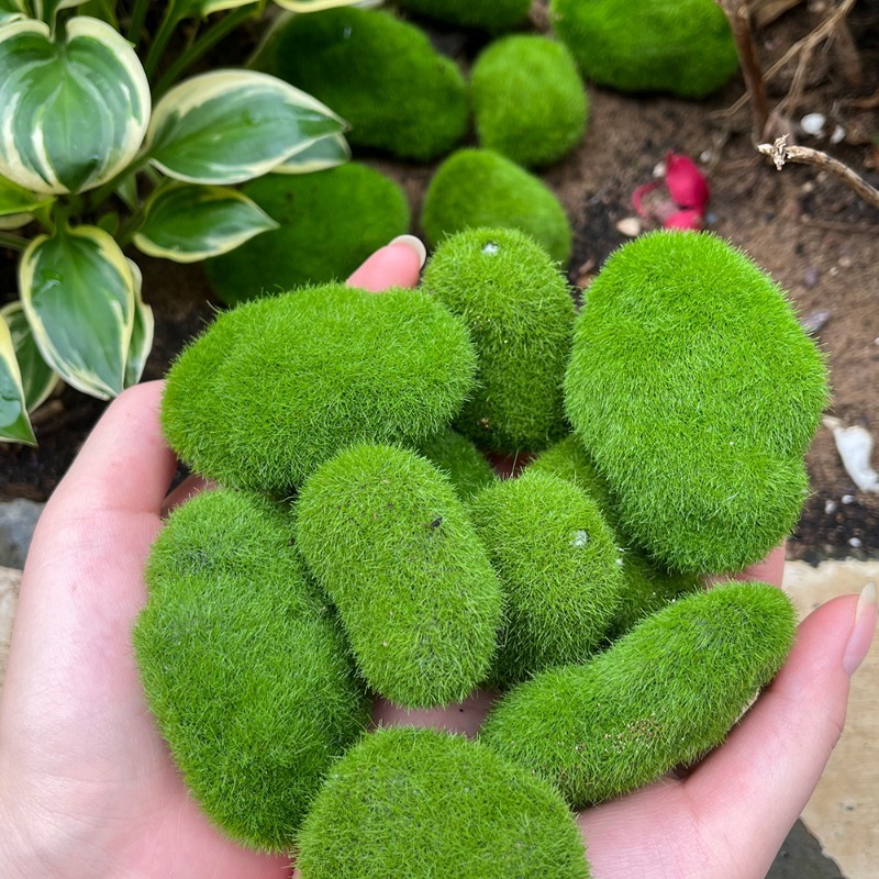 5/30 piezas de musgo artificia - Aquarium Plant Seeds reseña y precio