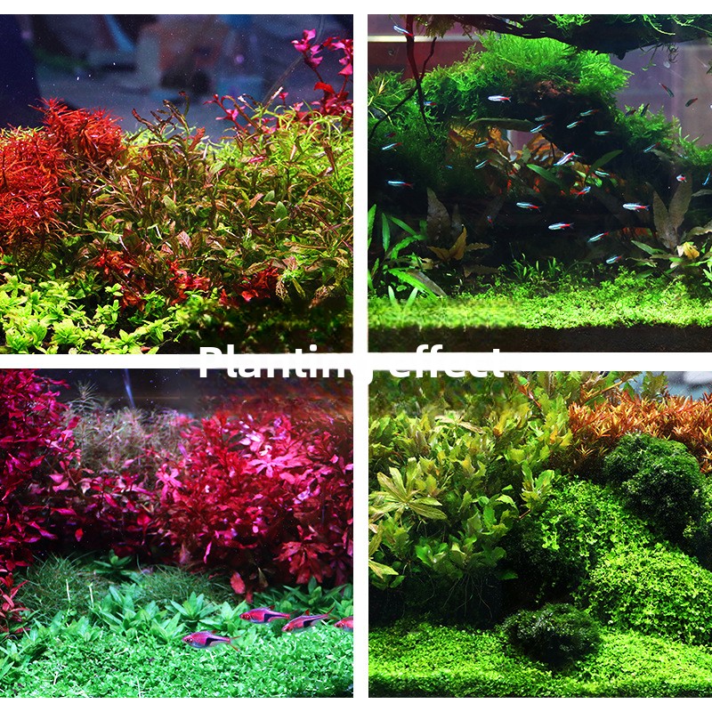 SYSENCIAGA-sustrato de acuario - Aquarium Plant Seeds reseña y precio