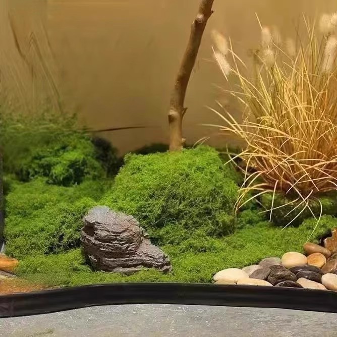 Musgo Eterno de 200g para Manu - Aquarium Plant Seeds reseña y precio