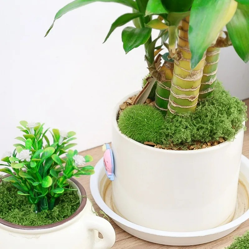Musgo Artificial Realista de 3 - Aquarium Plant Seeds reseña y precio