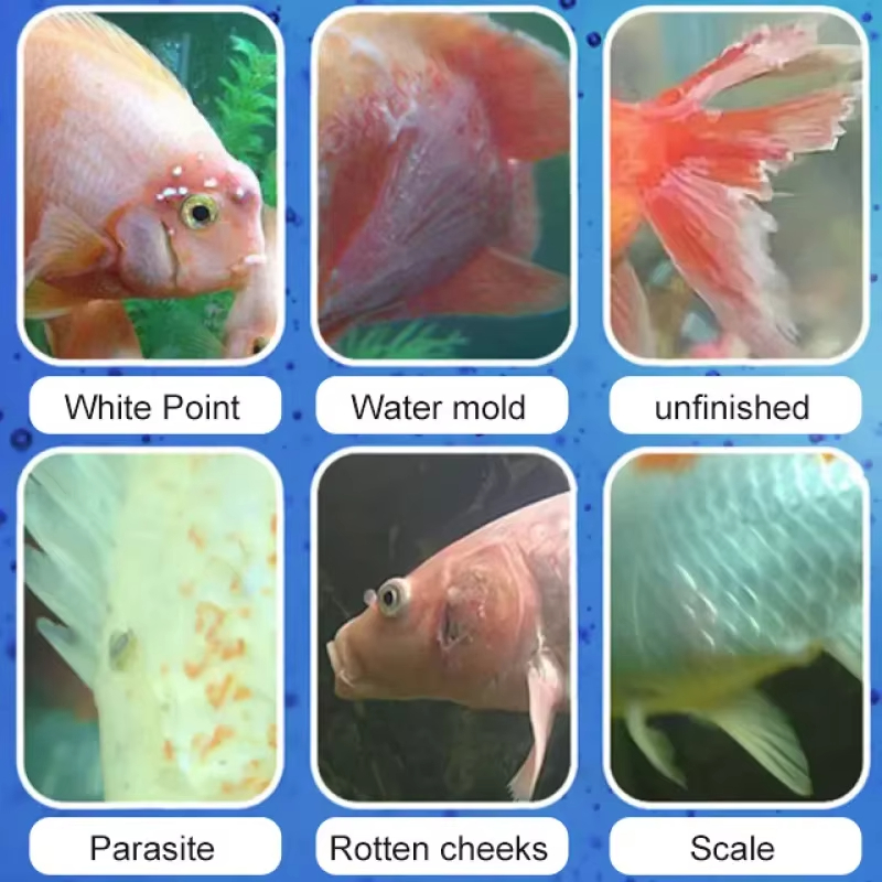 Tratamiento de enfermedades de - Aquarium Plant Seeds reseña y precio