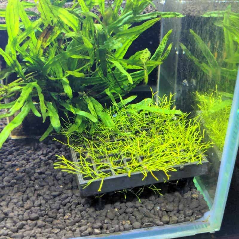 Cesta para Musgo de Acuario, S - Aquarium Plant Echinodorus reseña y precio