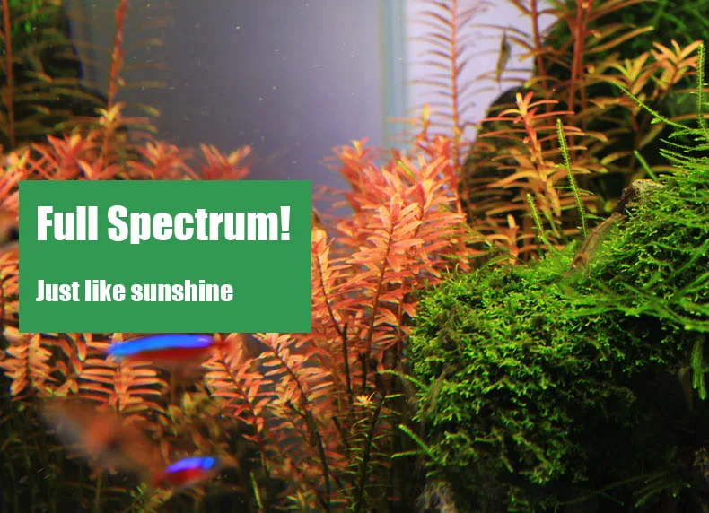 Chihiros Serie C Planta estilo - Aquarium Plant Growth reseña y precio