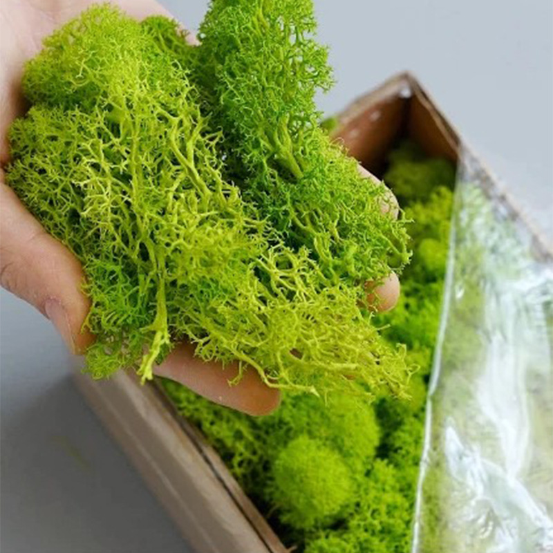 Musgo de Vida Eterna de 100/20 - Aquarium Plant Seeds reseña y precio