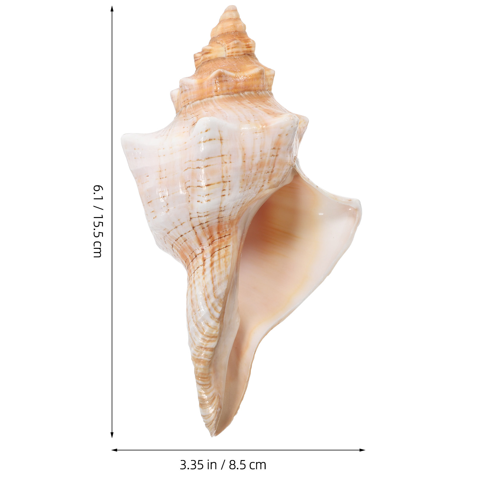Concha de Caracol Gigante Natu - Planted Aquarium Photos reseña y precio