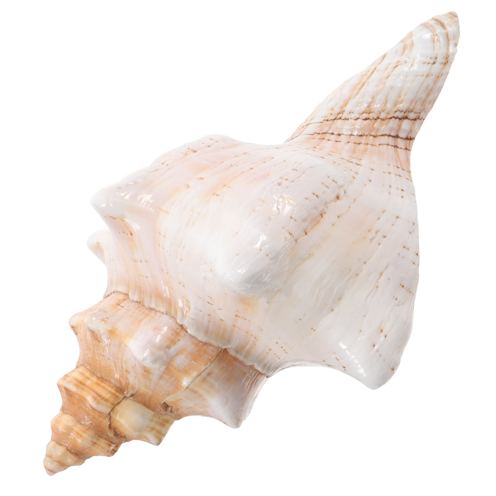 Concha de Caracol Gigante Natu - Planted Aquarium Photos reseña y precio