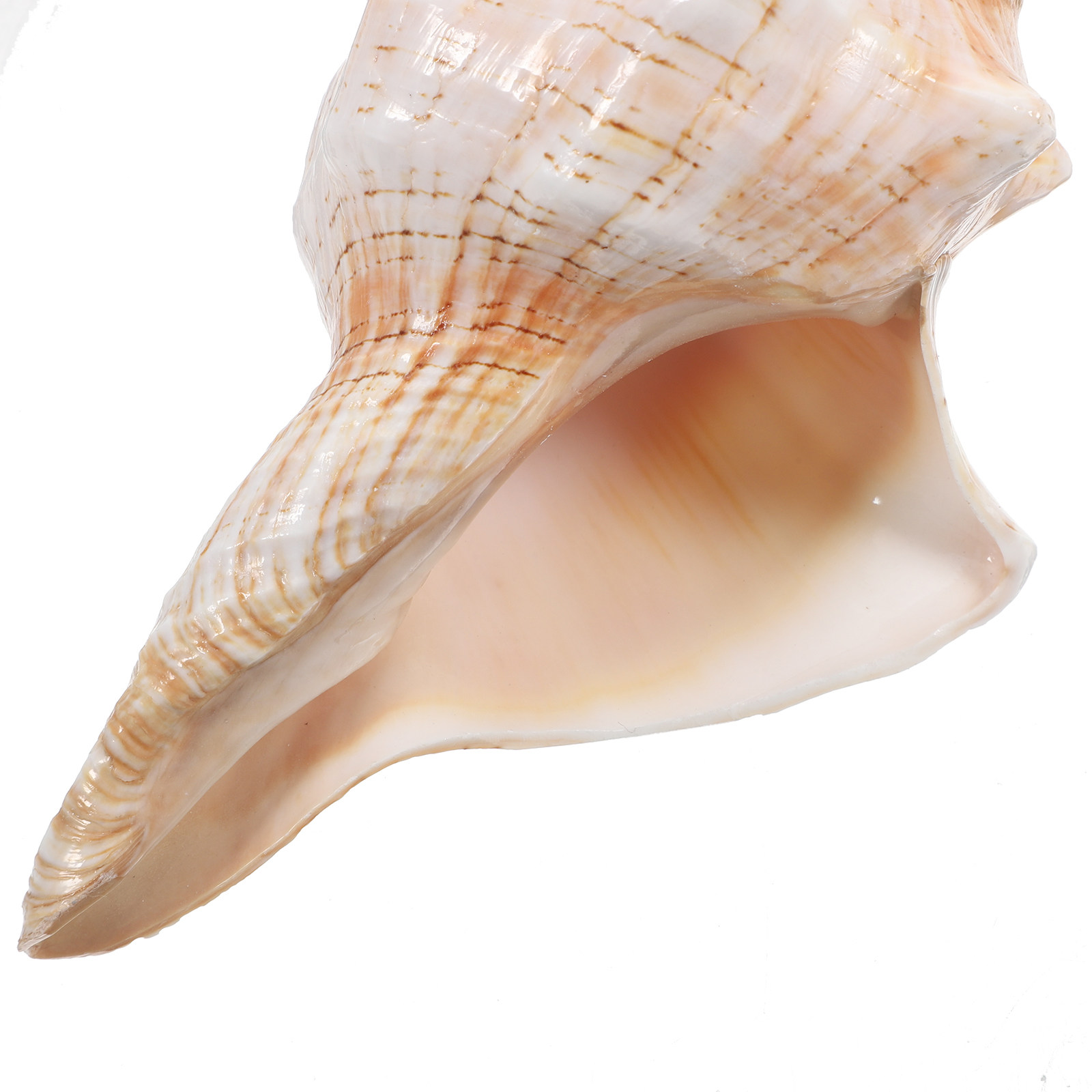Concha de Caracol Gigante Natu - Planted Aquarium Photos reseña y precio