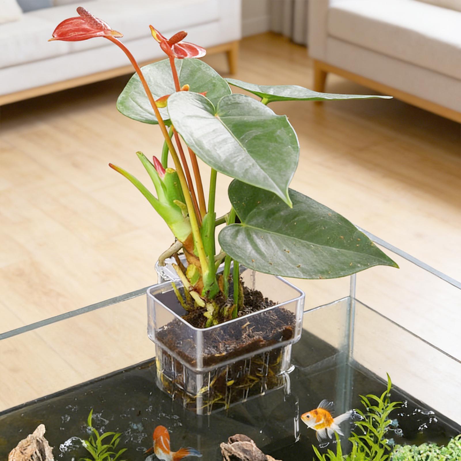 Maceta Transparente Colgante p - Aquarium Plant Live reseña y precio