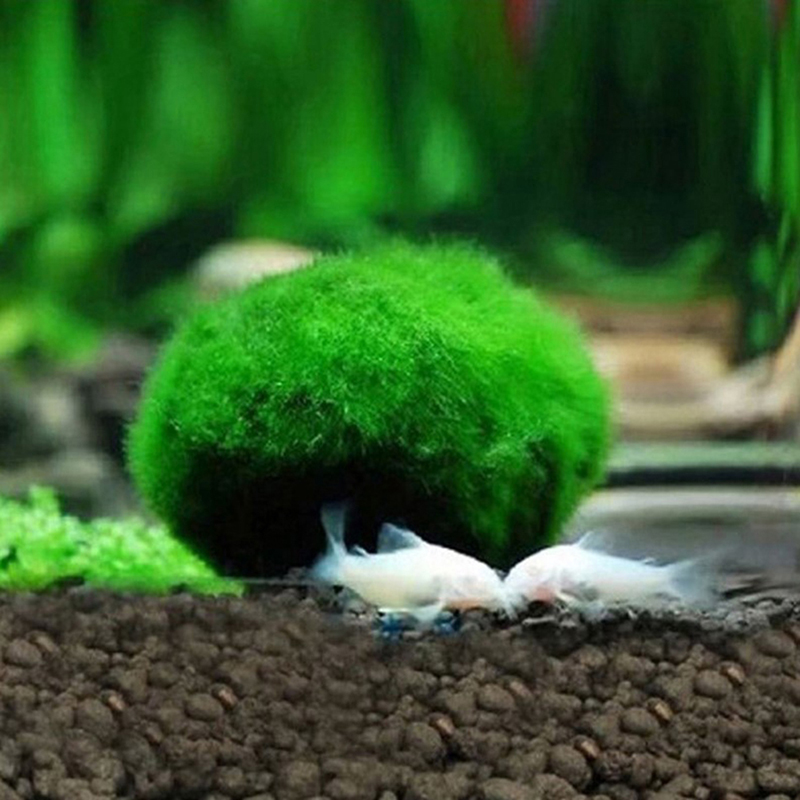 Bolas de Musgo Marimo de 3-4 c - Aquarium Plant Echinodorus reseña y precio