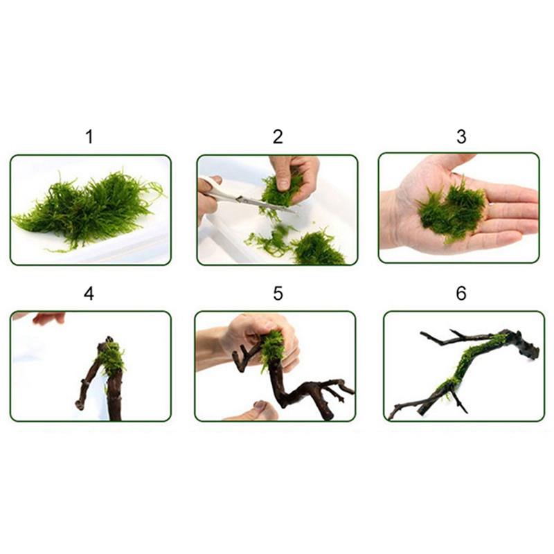Línea de encuadernación de mus - Aquarium Plant Echinodorus reseña y precio