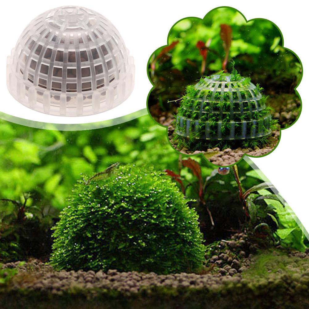 Suministros acuáticos para mas - Aquarium Plant Echinodorus reseña y precio