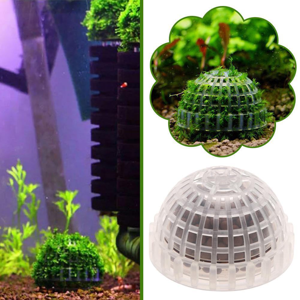 Suministros acuáticos para mas - Aquarium Plant Echinodorus reseña y precio
