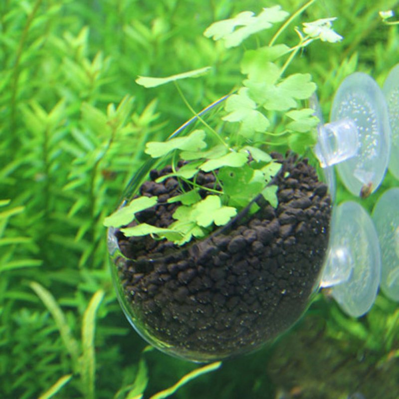 Maceta colgante para acuario,  - Aquarium Plant Seeds reseña y precio