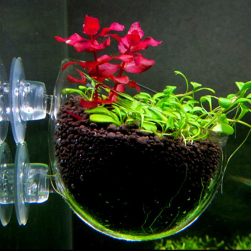 Maceta colgante para acuario,  - Aquarium Plant Seeds reseña y precio