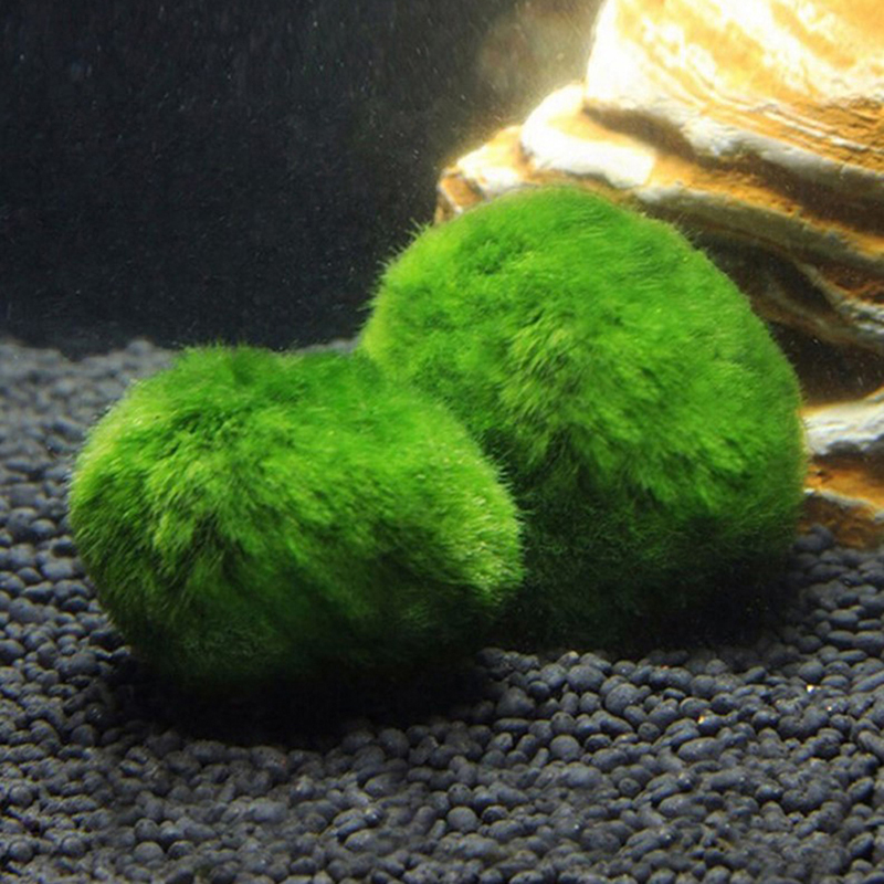 Bolas de Musgo Marimo de 3-4 c - Aquarium Plant Echinodorus reseña y precio