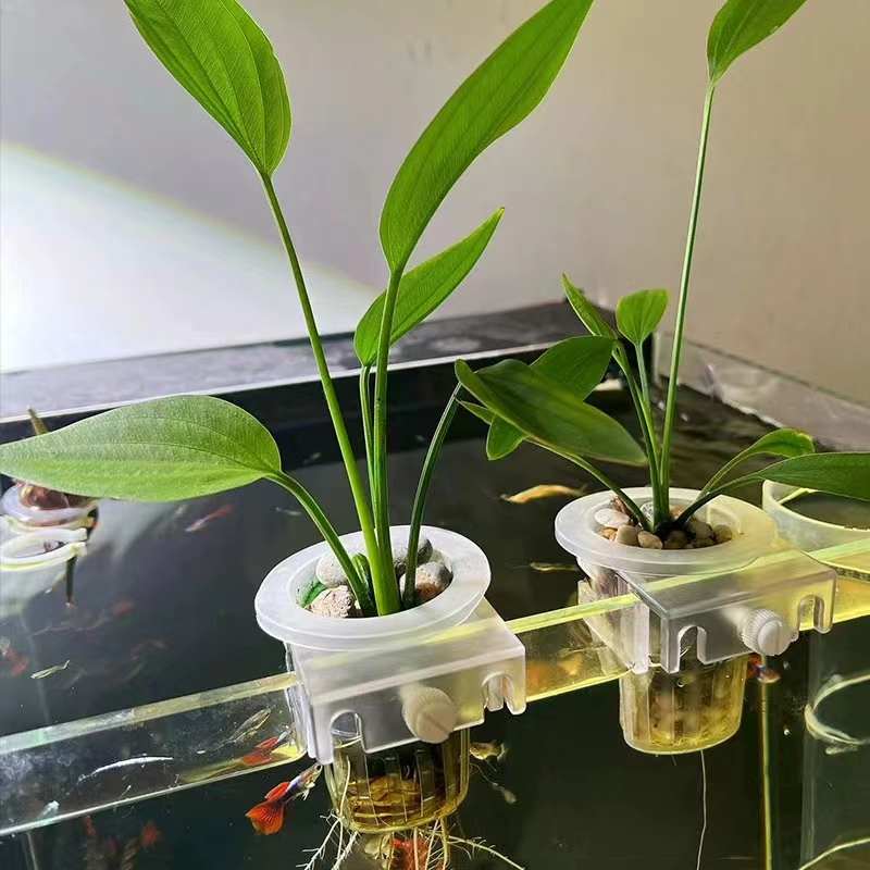 Cesta de plantación de acuario - Aquarium Plant Live reseña y precio