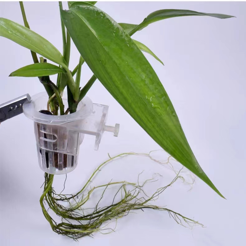 Cesta de plantación de acuario - Aquarium Plant Live reseña y precio